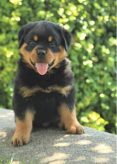 Rottweiler puppies 03175628537