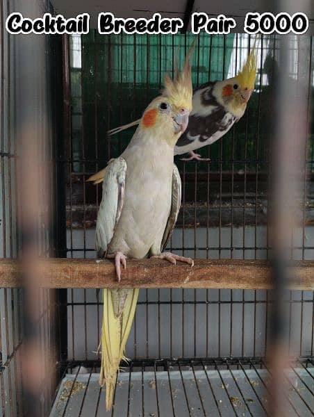 Hand tame love bird/Red Opaline Rump / Cockatiel pair. 9