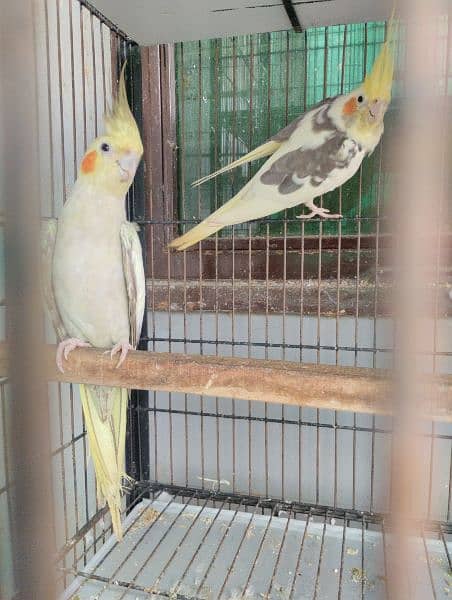 Hand tame love bird/Red Opaline Rump / Cockatiel pair. 10