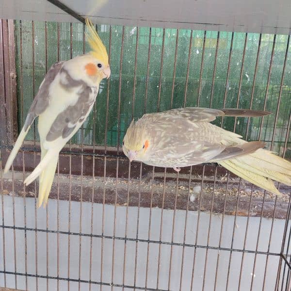 Hand tame love bird/Red Opaline Rump / Cockatiel pair. 11