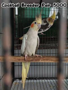 Rump opaline male/Cockatiel /Budgies Fellow pair.