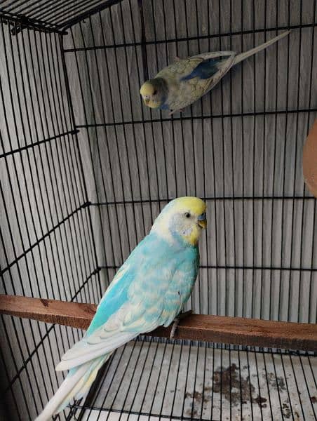 Rump opaline male/Hand tame Cockatiel / Fellow pair. 10