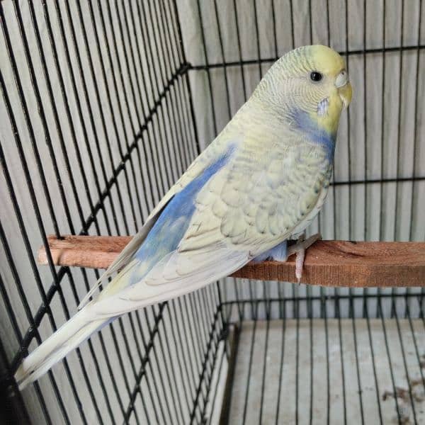 Rump opaline male/Hand tame Cockatiel / Fellow pair. 11