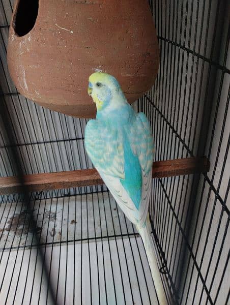 Rump opaline male/Hand tame Cockatiel / Fellow pair. 12