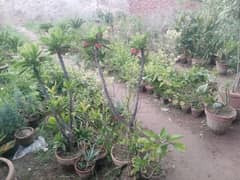 Nursary for sale at Wholesale Price