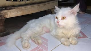 persian female cat 1 year old exchange