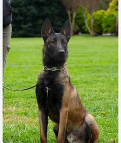 Belgium malinois male one year for sale