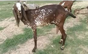 Goat | desi bakri | makhi cheeni goat | gabban bakri | goat for sale