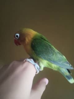 tamed lovebird