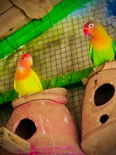 love birds breeder pair for sale