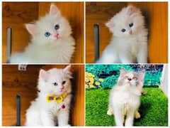 punch face triple Cote kitten cat male feamle piki face long coat