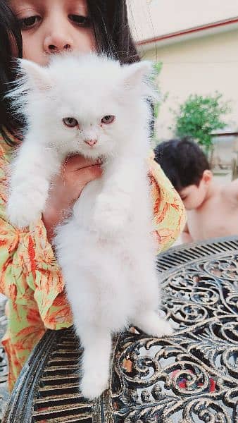 triple coat persian cats 5