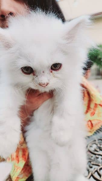 triple coat persian cats 6