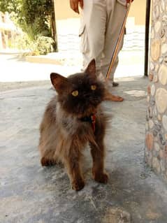 Persian male cat for stud/cross/mate/breeding/Matting/mating