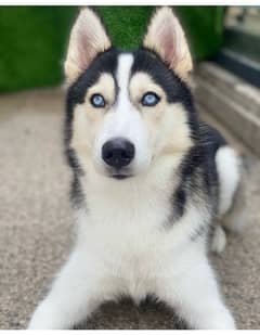 husky 0