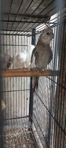 1 pair and 4 baby parrots of 5 months for sale  (red eyes) 1