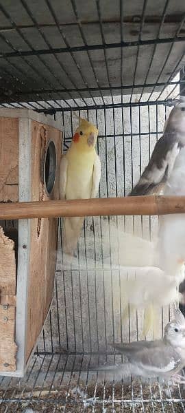 1 pair and 4 baby parrots of 5 months for sale  (red eyes) 6