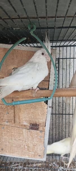 1 pair and 4 baby parrots of 5 months for sale  (red eyes) 7