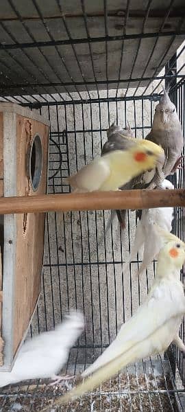 1 pair and 4 baby parrots of 5 months for sale  (red eyes) 8