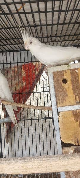 1 pair and 4 baby parrots of 5 months for sale  (red eyes) 9