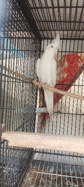 1 pair and 4 baby parrots of 5 months for sale  (red eyes) 10