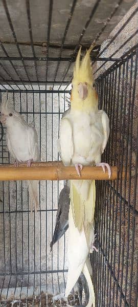 1 pair and 4 baby parrots of 5 months for sale  (red eyes) 11