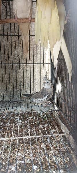 1 pair and 4 baby parrots of 5 months for sale  (red eyes) 12