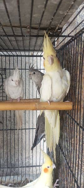 1 pair and 4 baby parrots of 5 months for sale  (red eyes) 13