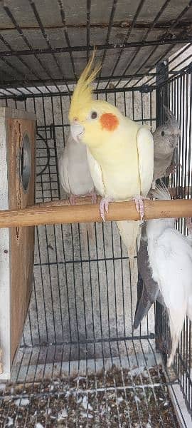 1 pair and 4 baby parrots of 5 months for sale  (red eyes) 14