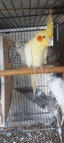 1 pair and 4 baby parrots of 5 months for sale  (red eyes) 18