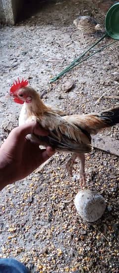 Small hens 4month chicks available