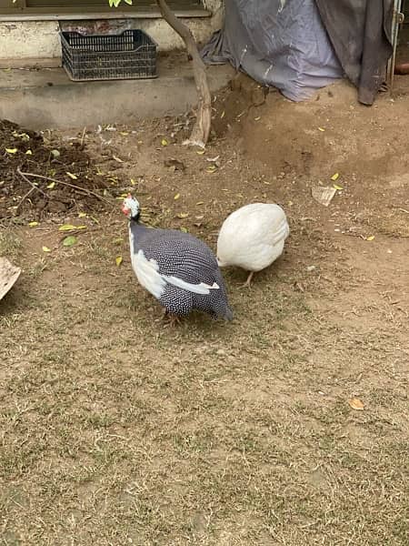 Guinea fowl chakor teetri bird 3