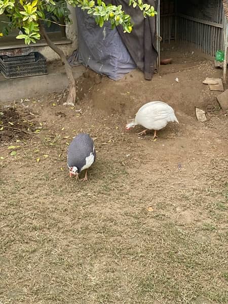 Guinea fowl chakor teetri bird 4