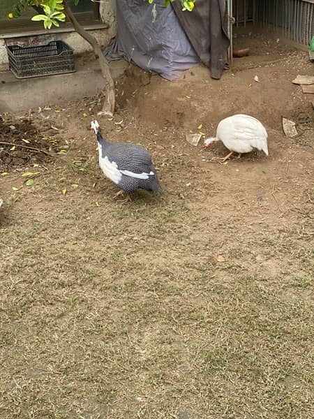 Guinea fowl chakor teetri bird 5