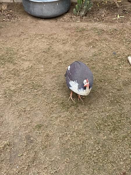 Guinea fowl chakor teetri bird 6