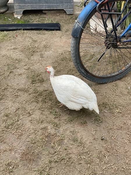 Guinea fowl chakor teetri bird 8