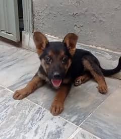 German shepherd