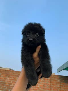 black German shepherd