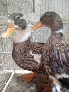 Ducks pair