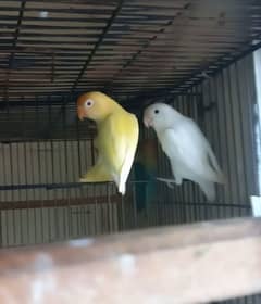 albino split red male & cremino female breeder pair 0