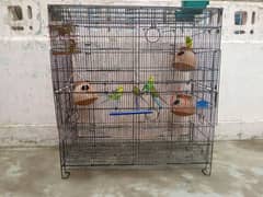 09 adult Australian parrot for sale with cage + 03 bachy