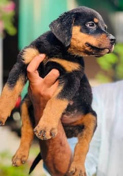 Pedigree Rottweiler puppies available for sale (ADRK)