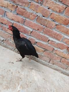 Mianwali Aseel female for sale with cage aur cage ka pass 0325-7671549