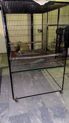 parrots cage