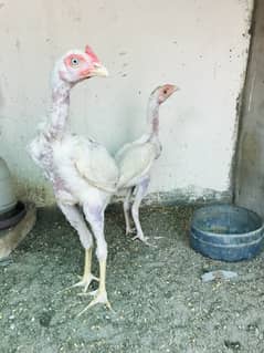 Heera | lakha | Lassani | Muskha | Aseel | Chicks | Hens