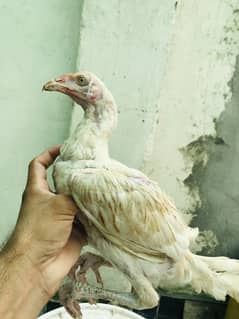 Heera | lakha | Lassani | Muskha | Aseel | Chicks | Hens