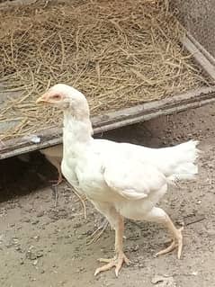 heera pair and amroha blool line chiks  for sale 03170525153