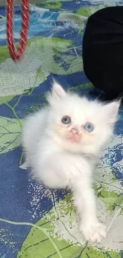 kitten