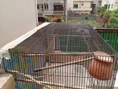 birds iron cage for sale