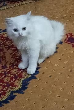 Persian white cat